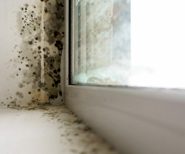 Mold Removal in Knoxville, TN