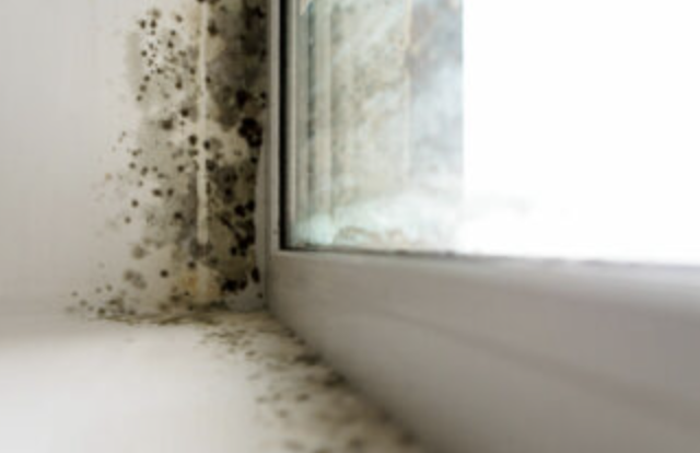 Mold Removal and Mitigation in Columbia, SC